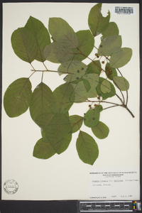 Frangula alnus subsp. alnus image