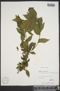 Rhamnus lanceolata image