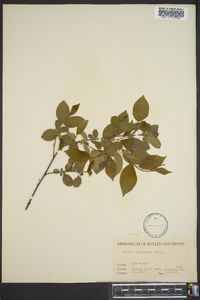 Rhamnus lanceolata image