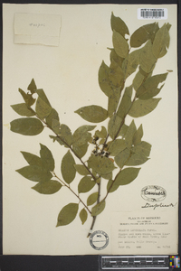 Rhamnus lanceolata image