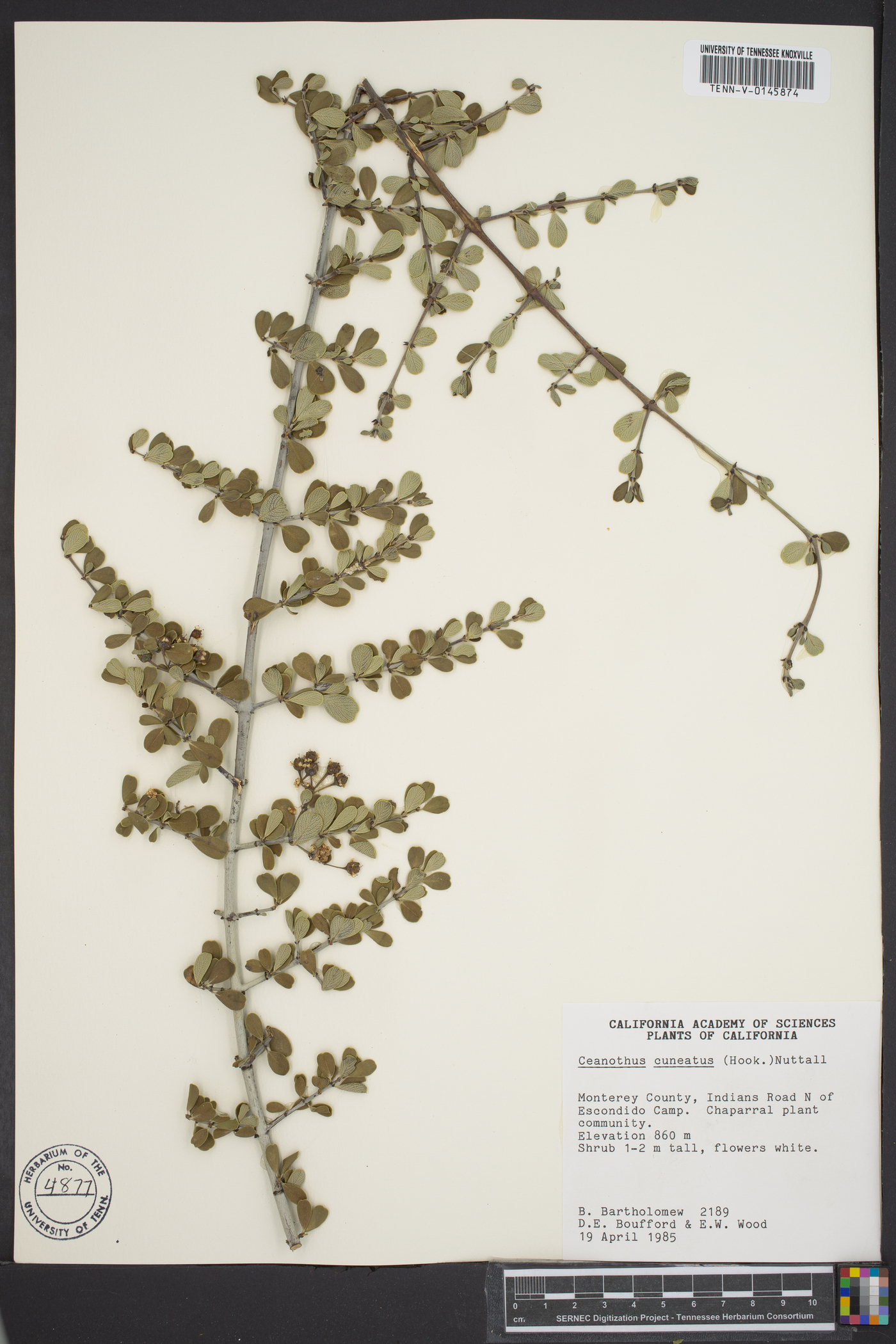 Ceanothus cuneatus image