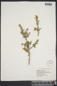 Ceanothus greggii image