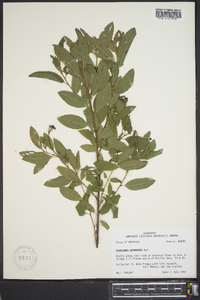 Ceanothus herbaceus image