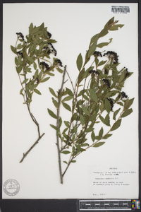 Ceanothus herbaceus image