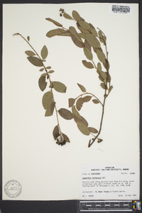 Ceanothus herbaceus image