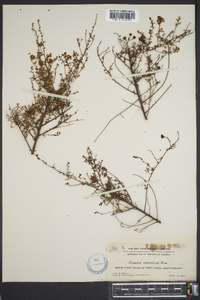 Ceanothus microphyllus image