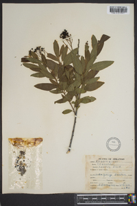 Ceanothus herbaceus image