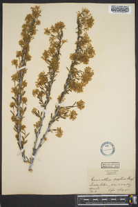 Ceanothus herbaceus image