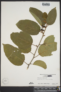 Colubrina arborescens image