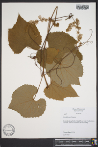 Vitis labrusca image