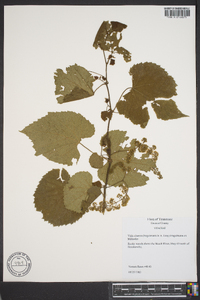 Vitis aestivalis var. bicolor image