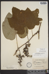 Vitis aestivalis var. bicolor image