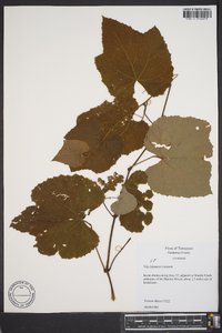 Vitis aestivalis var. bicolor image