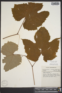 Vitis aestivalis var. bicolor image