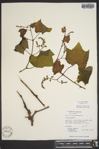 Vitis aestivalis var. bicolor image