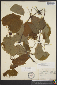 Vitis aestivalis var. bicolor image