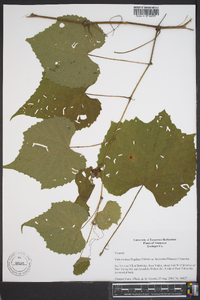 Vitis cinerea var. baileyana image