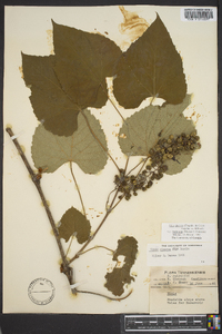 Vitis cinerea var. baileyana image