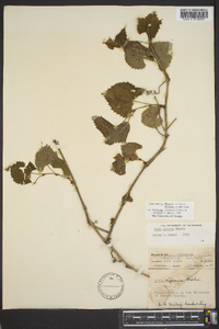 Vitis cinerea var. baileyana image