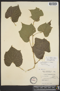 Vitis cinerea var. baileyana image