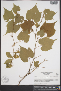 Vitis cinerea var. baileyana image