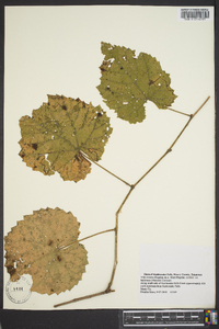 Vitis cinerea var. baileyana image