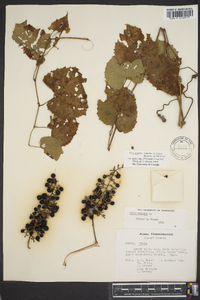 Vitis cinerea var. baileyana image