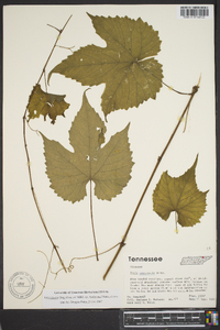 Vitis cinerea var. baileyana image