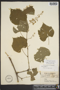 Vitis cinerea var. baileyana image