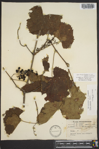 Vitis cinerea var. baileyana image