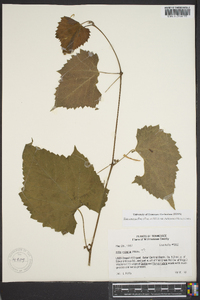 Vitis cinerea var. baileyana image