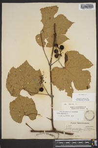 Vitis labrusca image