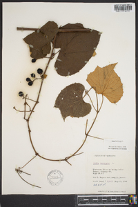 Vitis labrusca image