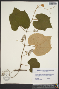 Vitis labrusca image