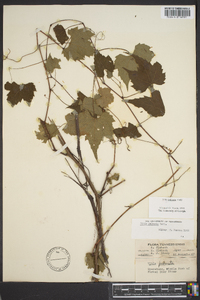 Vitis palmata image