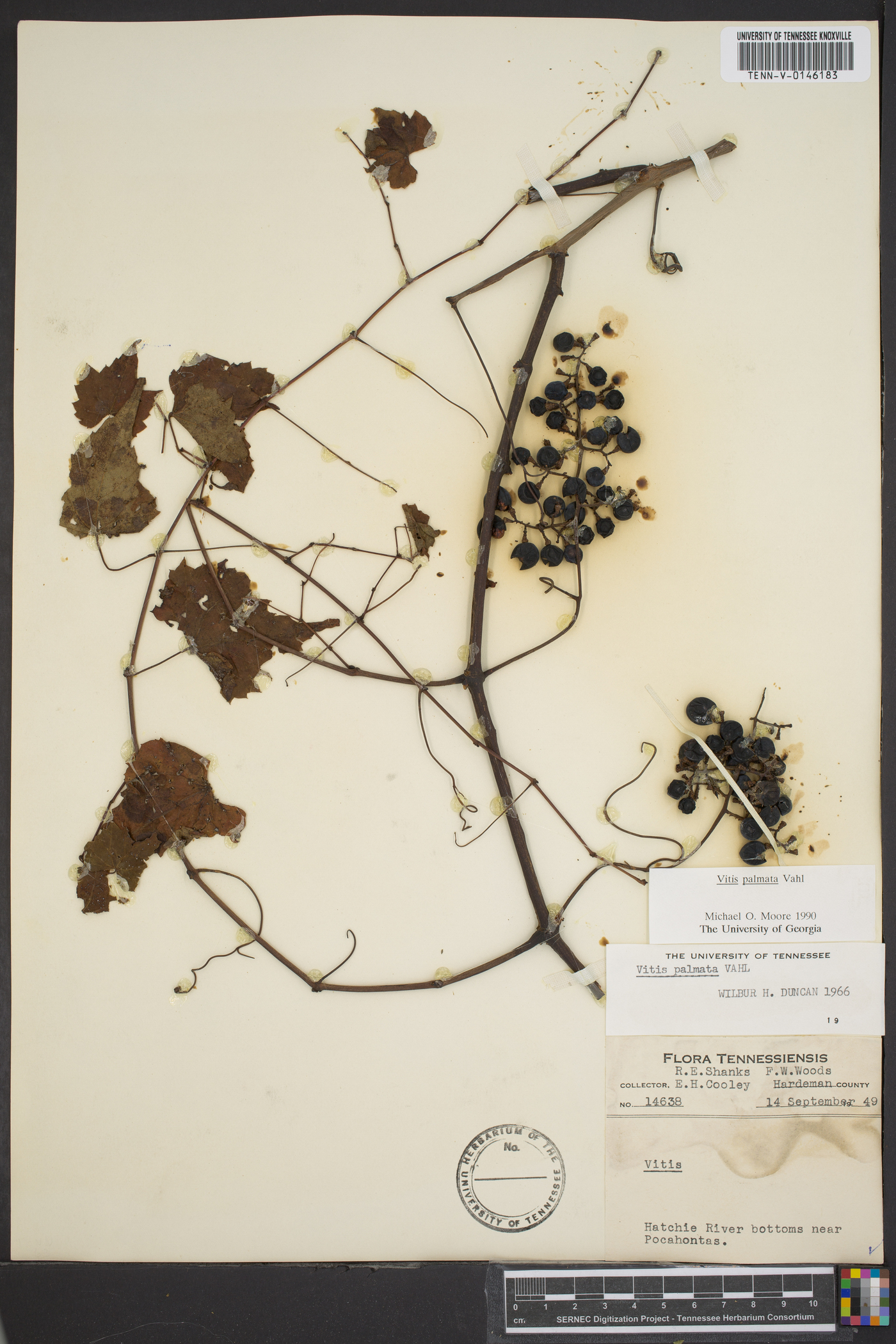 Vitis palmata image