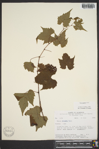 Vitis palmata image