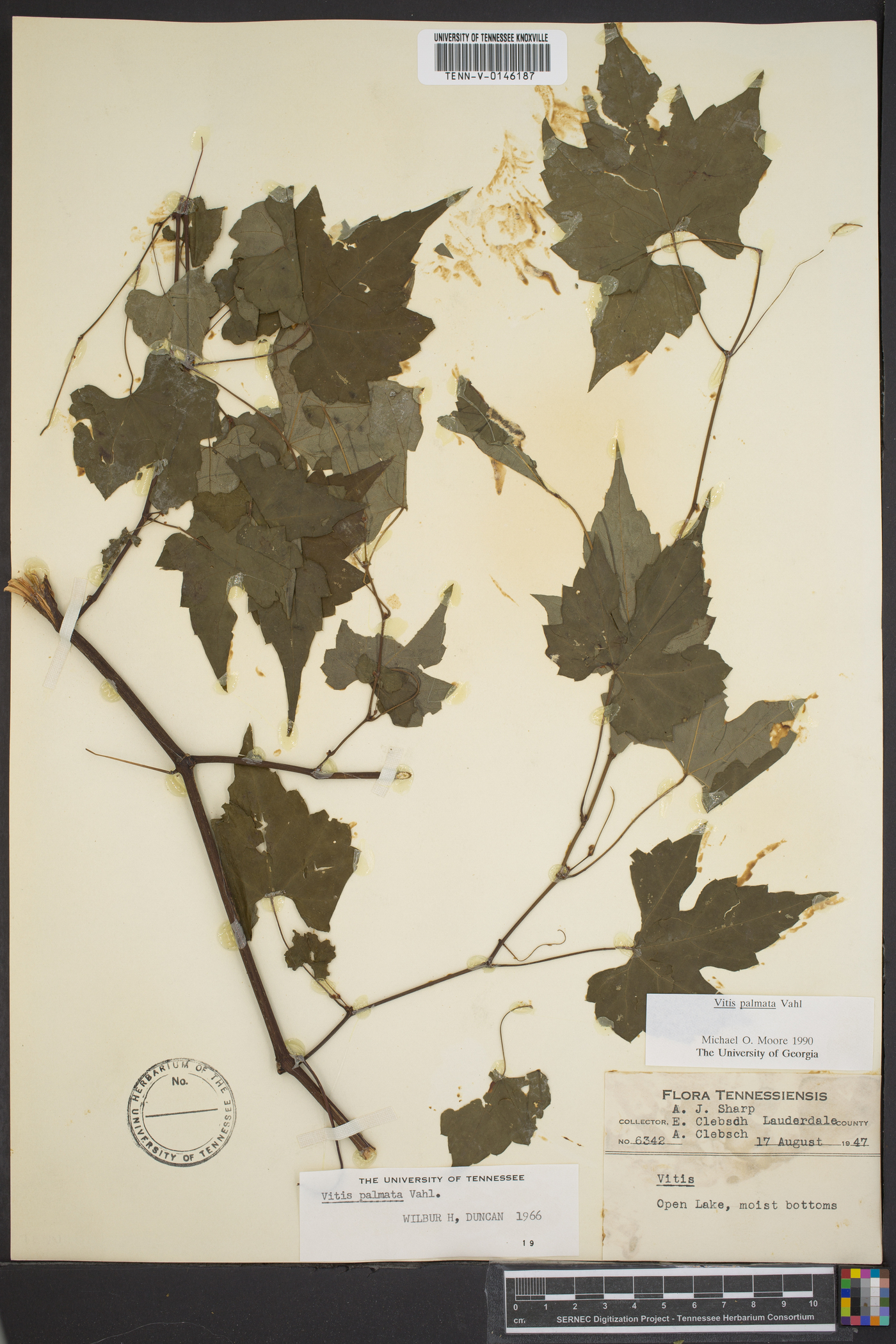 Vitis palmata image