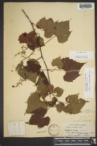 Vitis palmata image