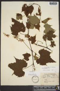 Vitis palmata image