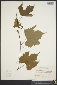 Vitis palmata image