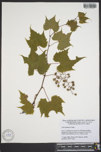 Vitis palmata image