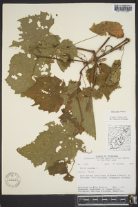 Vitis riparia image