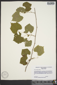 Vitis rotundifolia image