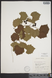 Vitis rotundifolia image