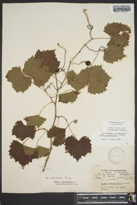 Vitis rotundifolia image