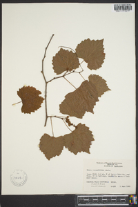 Vitis rotundifolia image