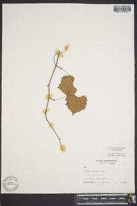 Vitis rotundifolia image