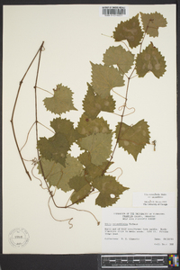 Vitis rotundifolia image