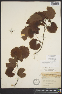 Vitis rotundifolia image